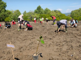 penanaman_mangrove_manggarai