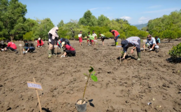 penanaman_mangrove_manggarai
