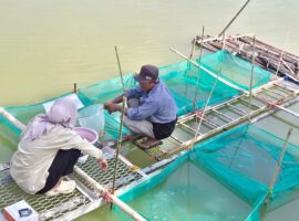 SAKA Gresik - Imunostimulan 1