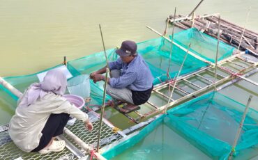 SAKA Gresik - Imunostimulan 1