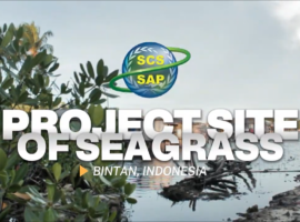 seagrass_bintan