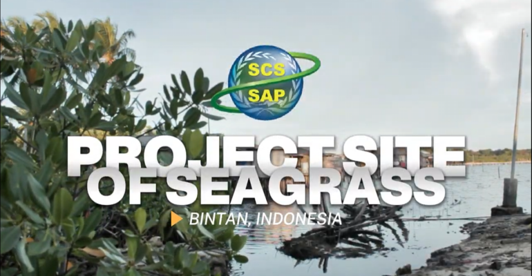 seagrass_bintan